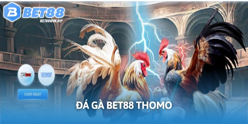 Đá gà theo hình thức Thomo kinh điển