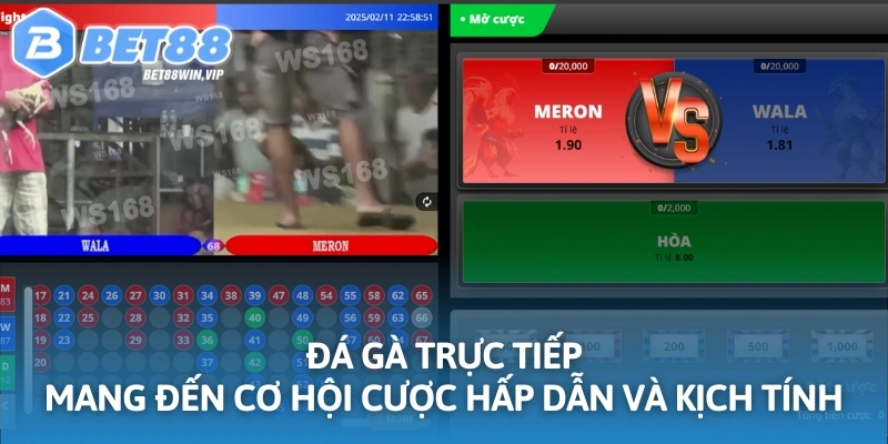 Đá gà trực tiếp mang đến cơ hội cược hấp dẫn và kịch tính