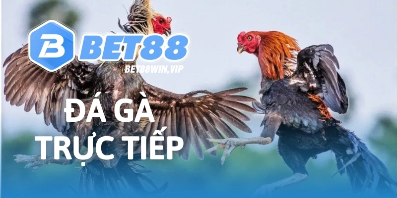 đá gà trực tiếp